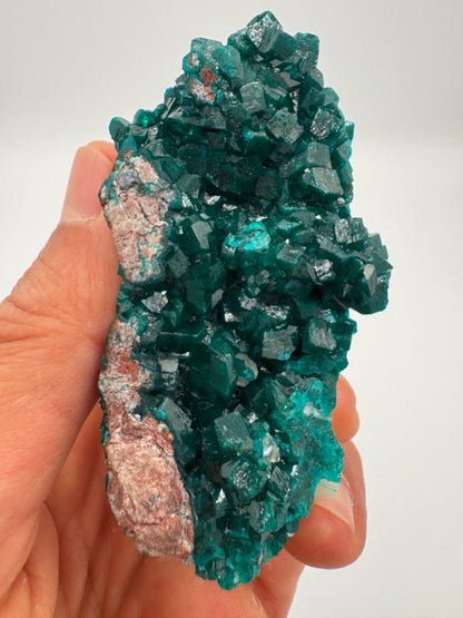 Natural Dioptase on Quartz – Jobtaz from Congo – Vivid Green Crystal Cluster – Collector Mineral Specimen